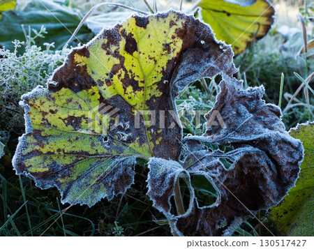 北海道大雪山十勝三俁初霜景色 130517427