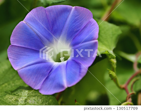 Blue morning glory flowers 130517709