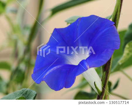 藍色牽牛花花 130517714