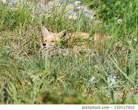 A red fox walking through the grasslands of eastern Hokkaido A red fox walking through the grasslands of eastern Hokkaido 130517802