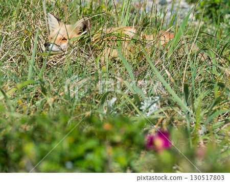 A red fox walking through the grasslands of eastern Hokkaido 130517803