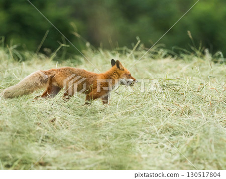 A red fox walking through the grasslands of eastern Hokkaido A red fox walking through the grasslands of eastern Hokkaido 130517804
