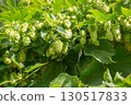 A fruitful hop 130517833