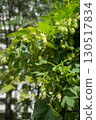 A fruitful hop 130517834