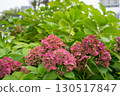 Color-changing hydrangea flowers 130517847