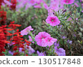 Pretty flowers in the garden 130517848