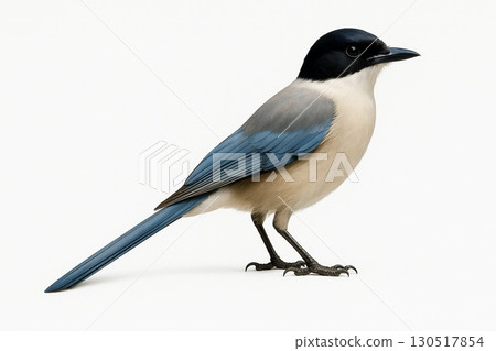 奧納加 奧納加 130517854