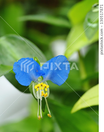 鴨蹠草 鴨蹠草 130517871