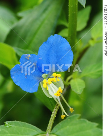 Axilla 130517872