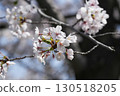 日本的櫻花 130518205