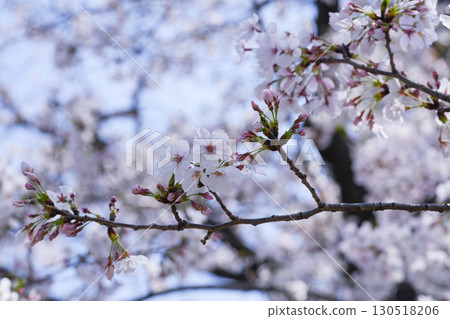 Sakura in Japan 130518206