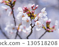日本的櫻花 130518208