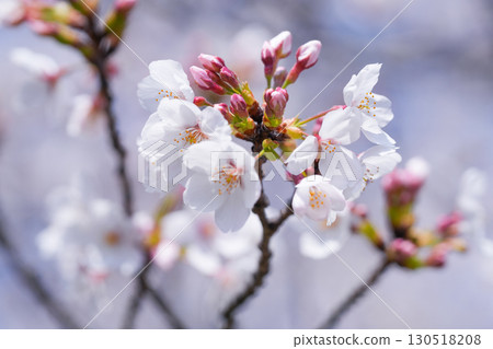 Sakura in Japan 130518208