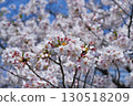 日本的櫻花 130518209