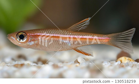 Siamese tetra fish in aquarium colorful tropical freshwater fish close up 130518259
