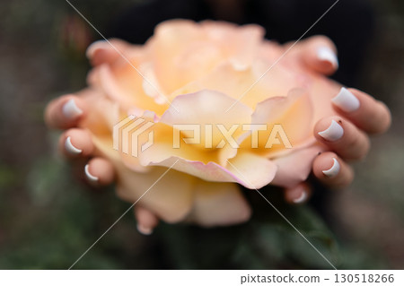 Rose hands manicure, garden, day: Woman holds a peach rose to show its beauty in daylight. Rose hands manicure, garden, day: Woman holds a peach rose to show its beauty in daylight. 130518266