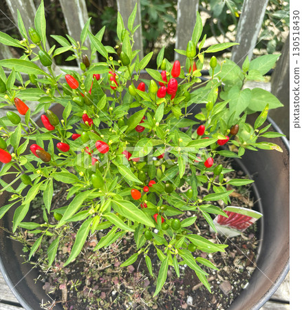 Vibrant Thai Chili Pepper Plant Thriving in a Garden Pot 130518430