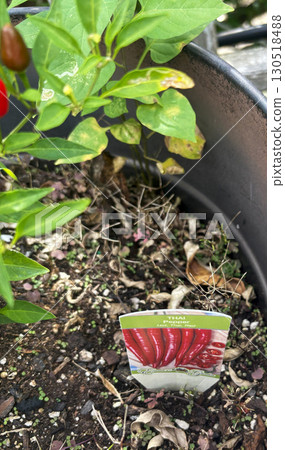 Colorful Thai Pepper Plant Thriving in a Pot With Clear Background Space Colorful Thai Pepper Plant Thriving in a Pot With Clear Background Space 130518488