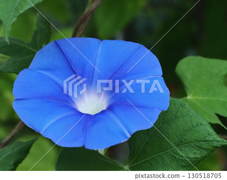 Blue morning glory flowers 130518705