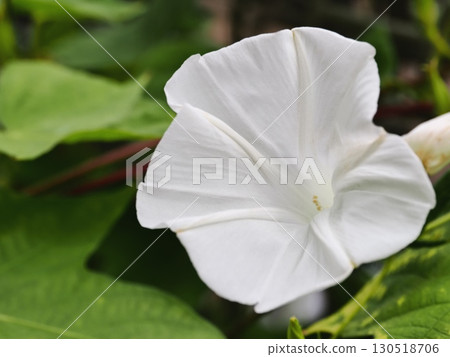白色牽牛花花 130518706