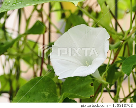 白色牽牛花花 白色牽牛花花 130518708
