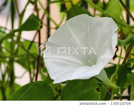 White morning glory flower 130518709