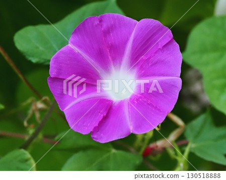 粉紅牽牛花 130518888