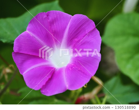 粉紅牽牛花 130518890