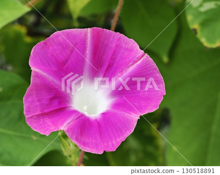 粉紅牽牛花 130518891