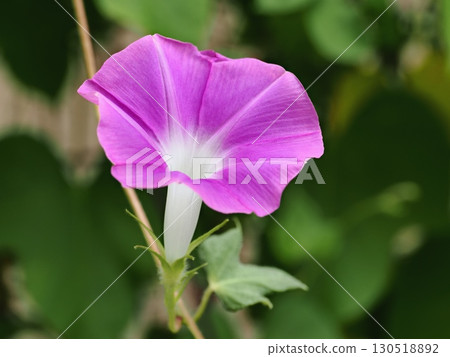Pink morning glory flowers Pink morning glory flowers 130518892