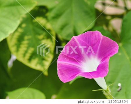 Pink morning glory flowers Pink morning glory flowers 130518894