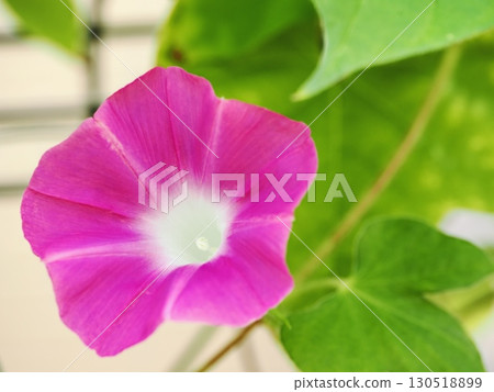 粉紅牽牛花 130518899