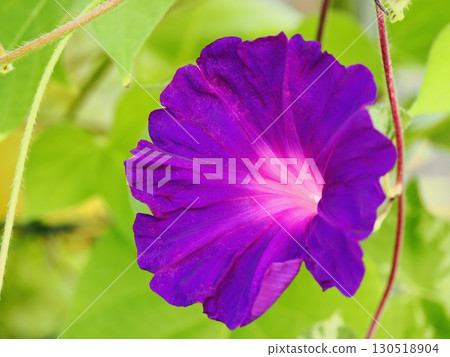 赤紫牽牛花 130518904