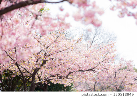 Toda River Green Space: Kawazu cherry blossoms in full bloom 130518949