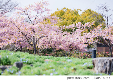 Toda River Green Space: Kawazu cherry blossoms in full bloom Toda River Green Space: Kawazu cherry blossoms in full bloom 130518953