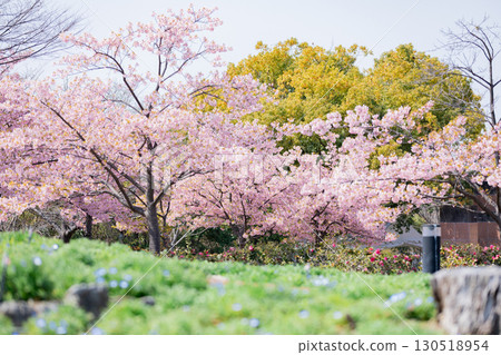 Toda River Green Space: Kawazu cherry blossoms in full bloom 130518954