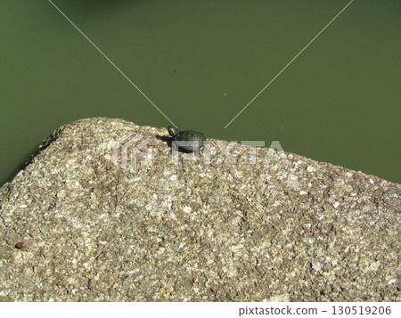 稻毛海濱公園浜池裡出生的小海龜 稻毛海濱公園浜池裡出生的小海龜 130519206