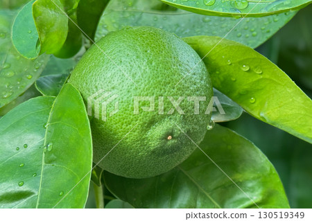 Kabosu Kabosu 130519349