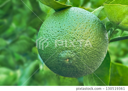 Kabosu Kabosu 130519361