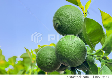 Kabosu Kabosu 130519367