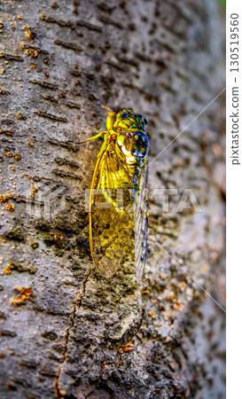A cicada sits on a tree on hot summer day, closeup shot. Slow motion. Korea 130519560
