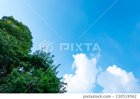 Blue sky, clouds and grove Blue sky, clouds and grove 130519562