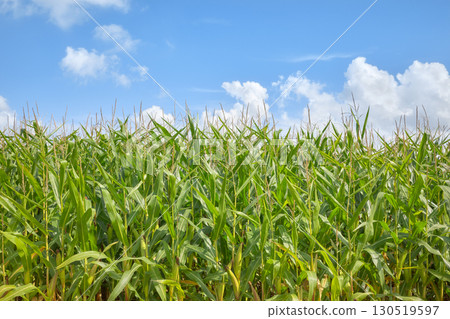 Corn field on a sunny summer day. 130519597