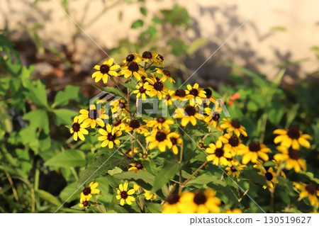 Orange Rudbeckia takao flowers blooming in a summer garden Orange Rudbeckia takao flowers blooming in a summer garden 130519627