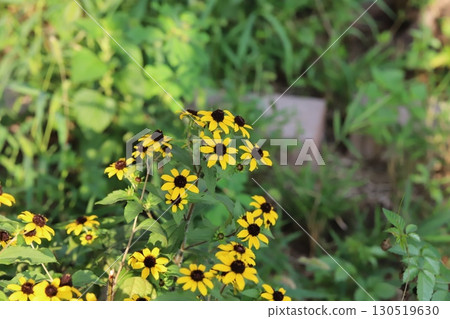 Orange Rudbeckia takao flowers blooming in a summer garden 130519630