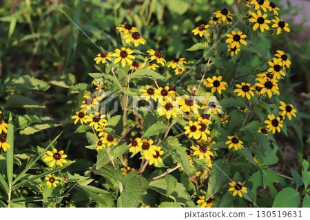 Orange Rudbeckia takao flowers blooming in a summer garden 130519631