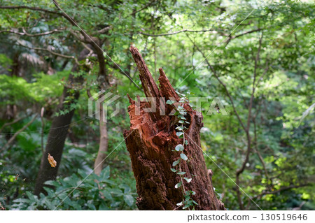 Decaying wood in the forest Decaying wood in the forest 130519646