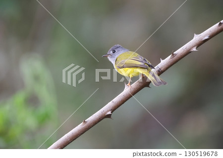 嗨Gashira Hitaki 130519678