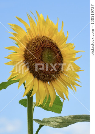 Sunflowers blooming in the blue sky in summer 130519727