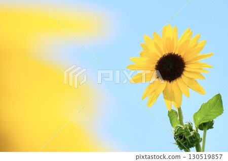 Cute sunflowers blooming in the blue sky in summer 130519857